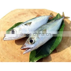 2016 New Coming Fresh Frozen Mackrel Fish thumbnail-1