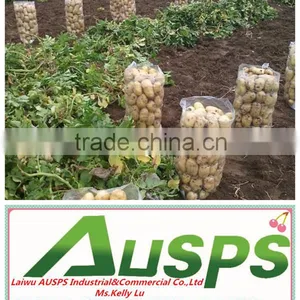 Price of Fresh Potato thumbnail-1
