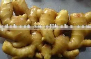 Fresh Wet Ginger thumbnail-6
