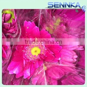 Dolly Fresh Cut Gerbera Flower Natural Gerbera Flower Wholesale Price thumbnail-1