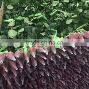 2016 Kunming Fresh Cut Flowers Fresh Cut Roses Wholesale Price thumbnail-3