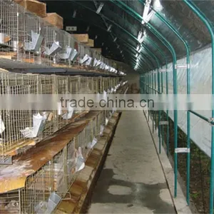 Low Cost Tunnel Greenhouse for Poultry Farming Equipment thumbnail-5