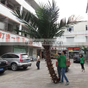 CHY020934 High Quality Palm Tree for Landscaping Decoration thumbnail-3