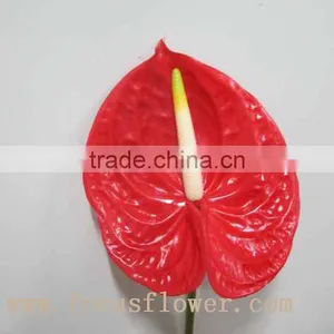 Wholesale Fresh Cut Flower Plants Anthurium From Kunming thumbnail-6