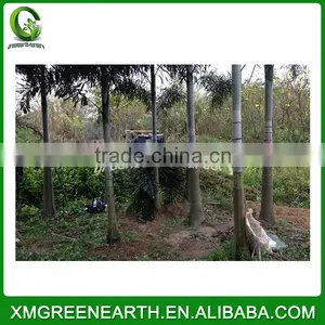 Wodyetia Bifurcata - Foxtail Palm (6) thumbnail-2