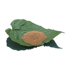 Mulberry Tree Seedling Guangxi Gui Sang You 12 Mulberry Seeds for Sericulture thumbnail-1