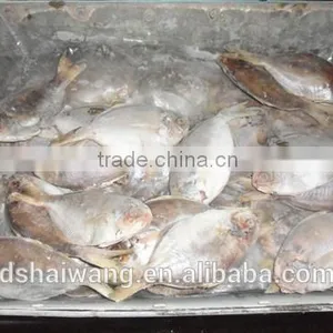 Frozen Butterfish in Fresh Seafood POMPANO thumbnail-2