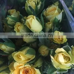 High Quality Sprayed Rose Yellow Fresh Cut Rose Flowers thumbnail-1