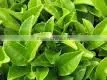 Tea thumbnail-1