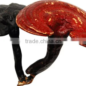 Lucidum Extract thumbnail-1