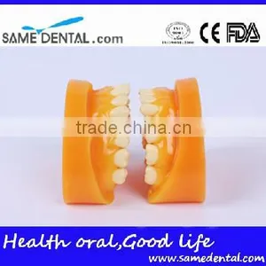 Double-Color Dentition Model School Education Teaching Model thumbnail-4