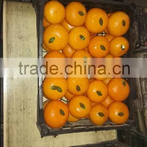 Fresh Egyptian Mandarin thumbnail-3