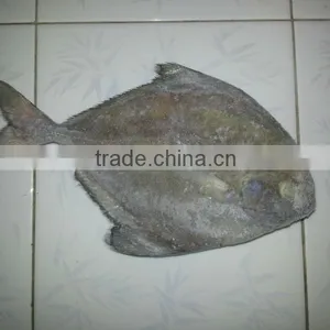 FROZEN BLACK POMFRET WHOLE ROUND thumbnail-1