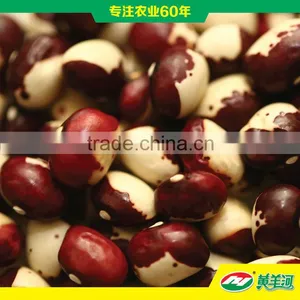 Lentil thumbnail-1