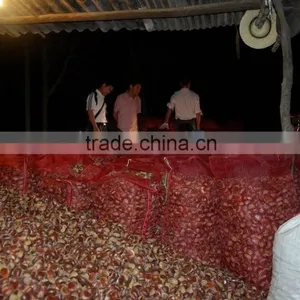 Dandong China Chestnut thumbnail-4