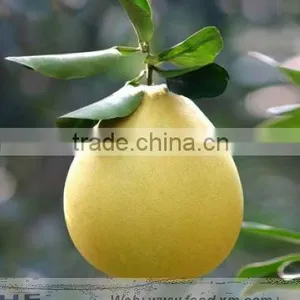 Honey Pomelo (shaddock) From China(citrus Fruit) thumbnail-1