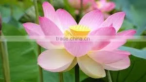 Sacred Lotus Flower thumbnail-1