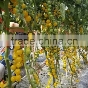 2016 Good Quality Hybrid Golden Yellow Cherry Tomato Seeds for Growing and for Sale-Golden Baby thumbnail-3