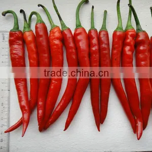 Fresh Red Chili (0084948425455 VIBER, WHATSAPP/SKYPE: VISIMEX05) thumbnail-1