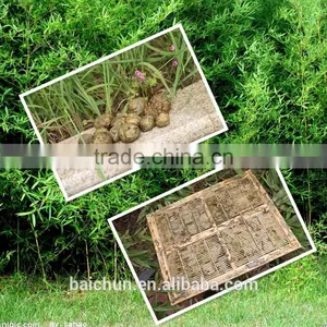 Pure Raw Propolis Selling All the Word thumbnail-1