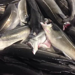 Atlantic Cod Fish, Cod Fillet, Norway Dry Stock Fish Cod HOG, Cod Bladder, HADDOCK Fish, Saithe Fish, Frozen Cod Head thumbnail-2