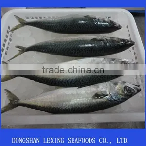 Frozen Pacific Mackerel Price thumbnail-1