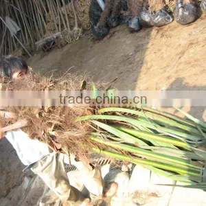 Trachycarpus Fortunei for Europe Market thumbnail-1