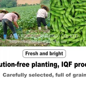 Frozen Shelled Soybeans,shelled Edamame,HACCP,ISO22000,BRC,HALAL,KOSHER thumbnail-3