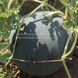 Hybrid f1 Black Watermelon Seeds With Red Flesh thumbnail-4
