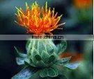 Pure Safflower Carrier Oil thumbnail-1