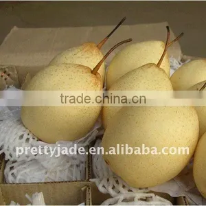 Chinese Fresh Sweet Ya Pear thumbnail-1