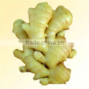2015 New Crop of Fresh Ginger , Professional Suppliers thumbnail-1