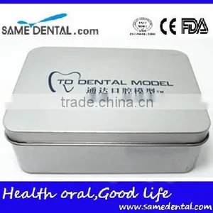 2 Times Tooth Model Dental Eduction Assistant No. DEA-14 thumbnail-3