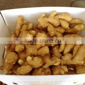 New Crop Ginger Root Ginger Wholesale Market thumbnail-1