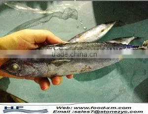 Frozen Bonito Tuna Fish With Low Price thumbnail-1