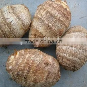 2015 NEW TARO WITH HIGH QUALITY thumbnail-1