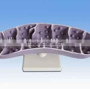 Model of Mitochondrion thumbnail-1