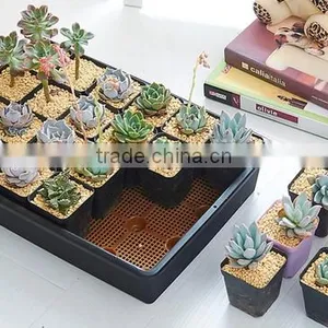 Succulent Plants Square Pot thumbnail-1