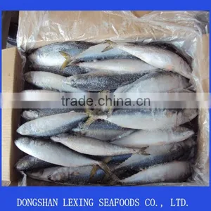 Frozen Pacific Mackerel Fish thumbnail-1