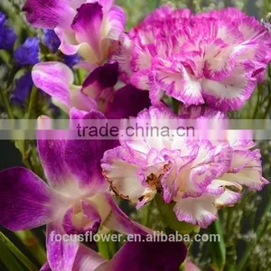 Magnificent Cut Flower Holland Carnation for Interior Decoration thumbnail-4