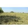Alfalfa thumbnail-1