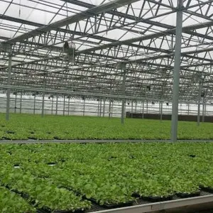 Multispan Glass Greenhouse, Commercial Glass Greenhouse for Vegetables Planting thumbnail-2