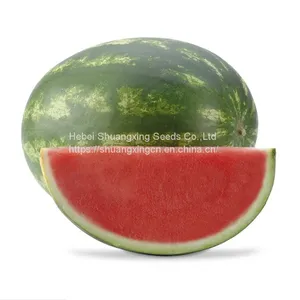 Hybrid Seedless Watermelon Seeds Large Fruit thumbnail-1