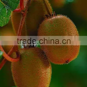 Kiwi Fruit thumbnail-1
