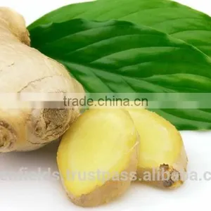 Essential Ginger Massage Oil thumbnail-1