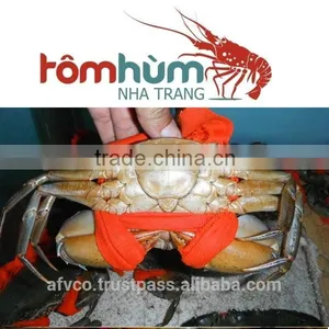 Alive Mud Crab, Scylla Serrata thumbnail-4