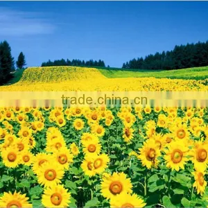 RC High Glossy Photo Paper, Inkjet Photo Paper thumbnail-1