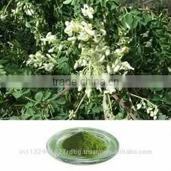 Moringa Leaf Powder in India/common Cultivation Moringa Leaves/organic Cultivation Drumstick Leaves Exporters thumbnail-1