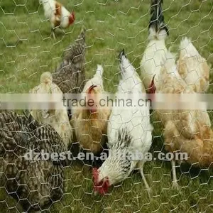 Chicken Wire Mesh/ Dog Cages thumbnail-1