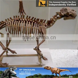 MY Dino-C074 Dinosaur Park Articulated Skeleton Models thumbnail-4